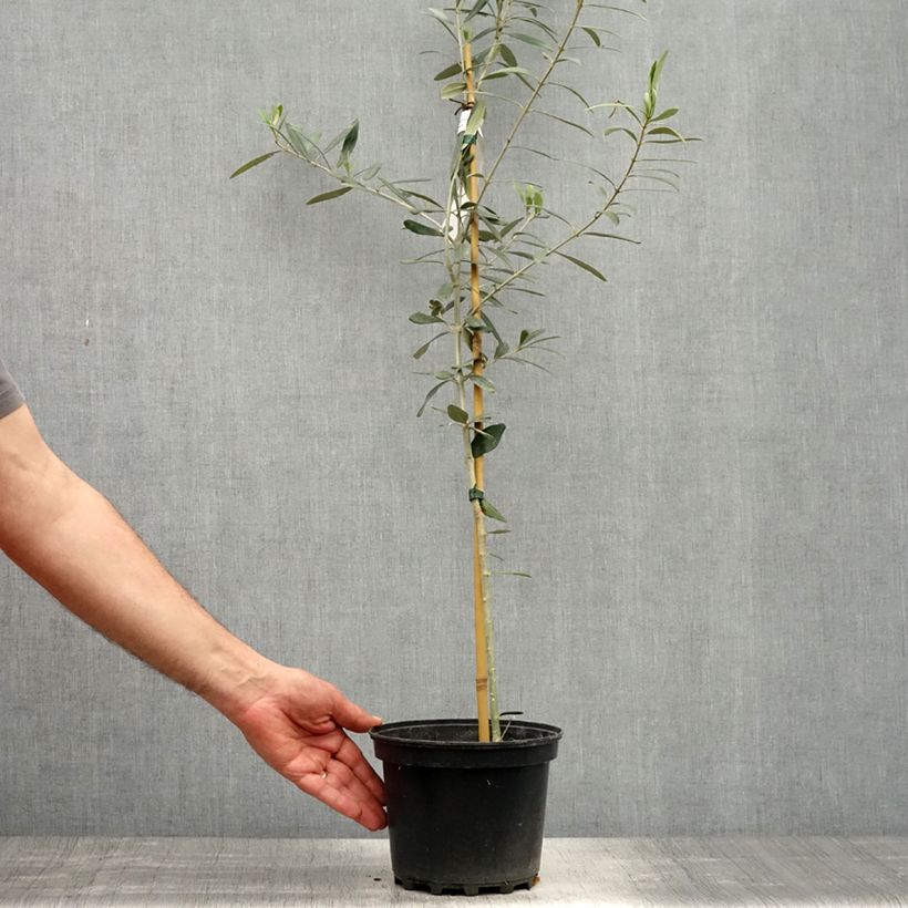Exemplar von Ölbaum Lucques - Olea europaea Topf mit 3L/4L, Strauch/Busch, mehrstämmig wie im Frühjahr geliefert