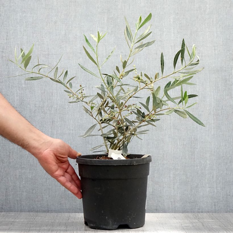 Exemplar von Ölbaum Negrette - Olea europaea Topf mit 4L/5L wie im Sommer geliefert