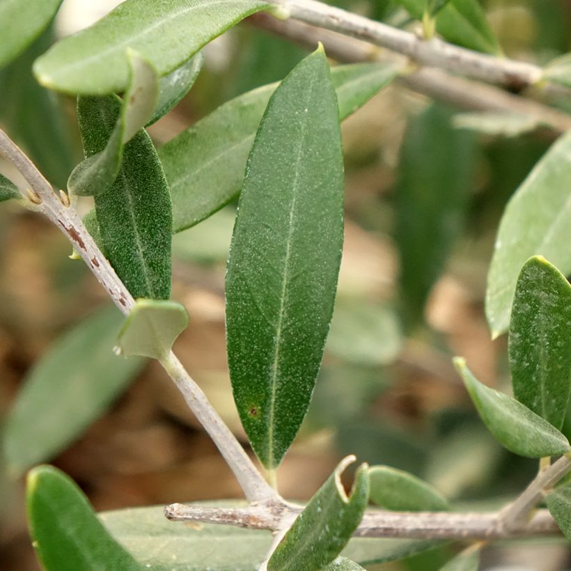 Ölbaum Negrette - Olea europaea (Laub)
