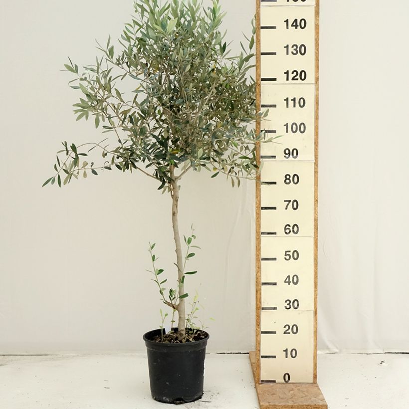 Exemplar von Ölbaum - Olea europaea Topf mit 7,5L/10L wie im Sommer geliefert