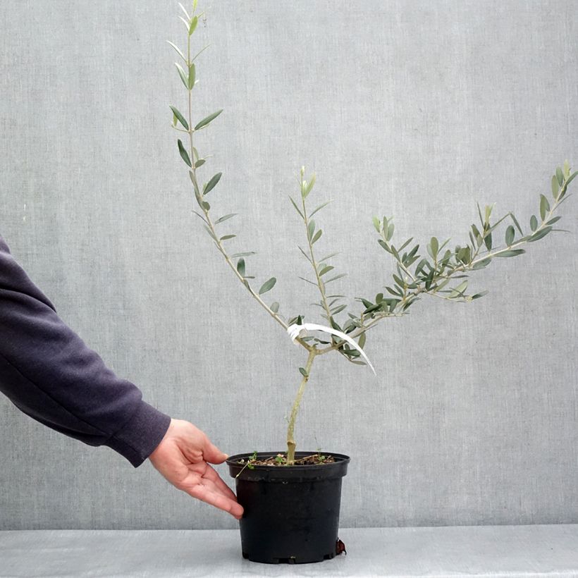 Exemplar von Ölbaum Picholine - Olea europaea Topf mit 3L/4L, Strauch/Busch, mehrstämmig wie im Frühjahr geliefert
