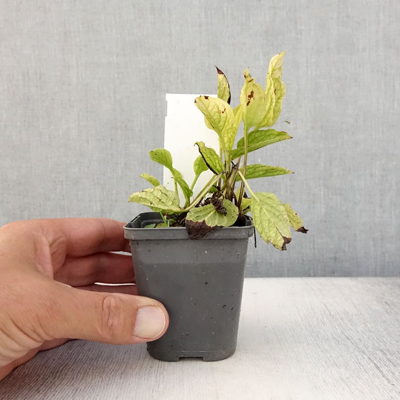 Exemplar von Omphalodes verna Alba - Frühlings-Gedenkemein Kleine Töpfe von 8/9 cm wie im Sommer geliefert