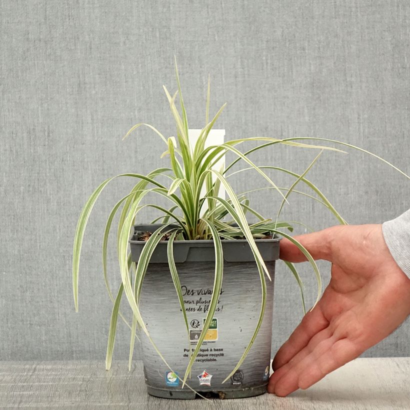 Exemplar von Ophiopogon jaburan Albo Variegata - Schlangenbart Topf mit 2L/3L wie im Frühjahr geliefert