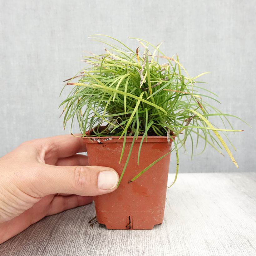 Exemplar von Ophiopogon chingii - Schlangenbart Kleine Töpfe von 8/9 cm wie im Sommer geliefert