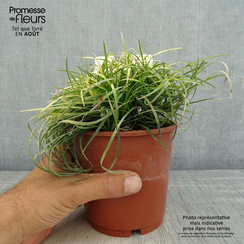 Exemplar von Ophiopogon chingii - Schlangenbart Topf mit 1L/1,5L wie im Sommer geliefert