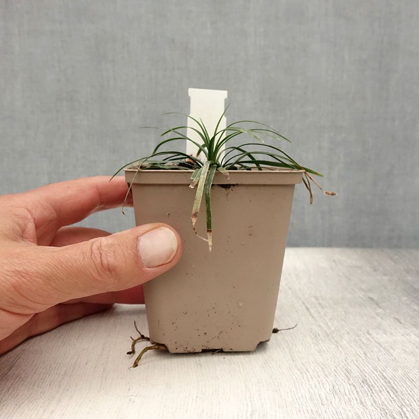 Exemplar von Ophiopogon japonicus Minor - Schlangenbart Kleine Töpfe von 8/9 cm wie im Sommer geliefert