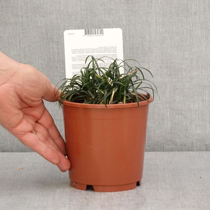 Exemplar von Ophiopogon japonicus Minor - Schlangenbart Topf mit 1L/1,5L wie im Frühjahr geliefert