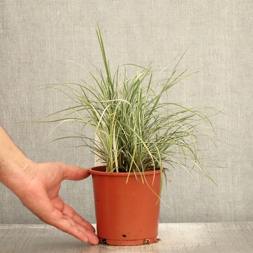 Exemplar von Ophiopogon japonicus Silver Mist - Schlangenbart Topf mit 1L/1,5L wie im Sommer geliefert