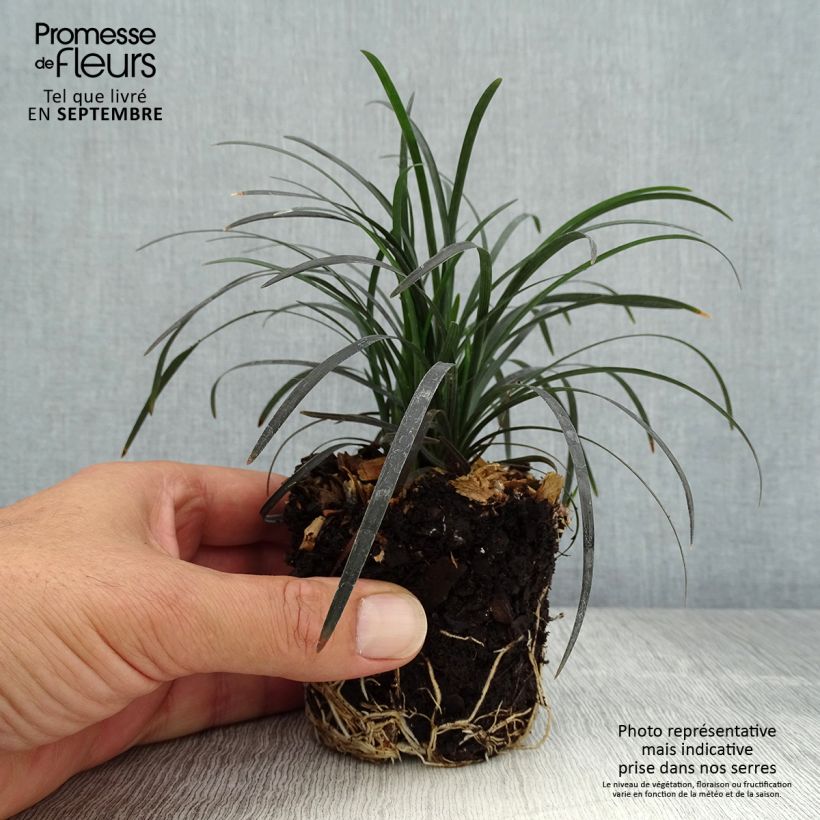 Exemplar von Ophiopogon planiscapus Black Dragon - Schlangenbart Mini-Plug Ø 3/4 cm wie im Herbst geliefert