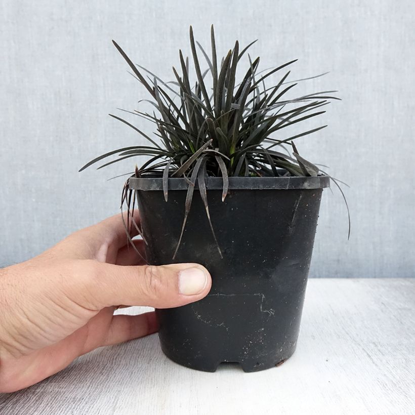 Exemplar von Ophiopogon planiscapus Black Dragon - Schlangenbart Topf mit 1L/1,5L wie im Sommer geliefert