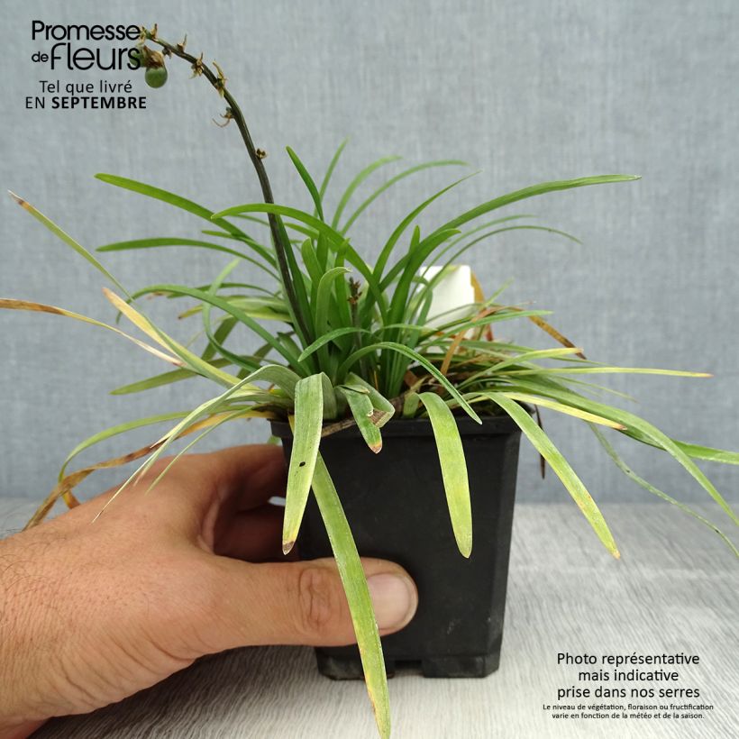 Exemplar von Ophiopogon planiscapus - Schlangenbart Kleine Töpfe von 8/9 cm wie im Sommer geliefert