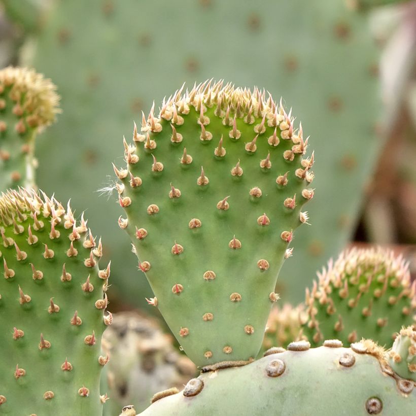 Opuntia basilaris - Feigenkaktus (Laub)