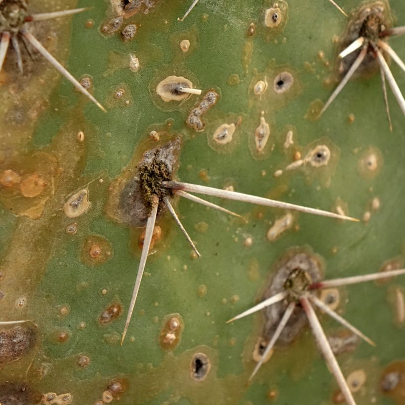 Opuntia discata - Feigenkaktus (Laub)