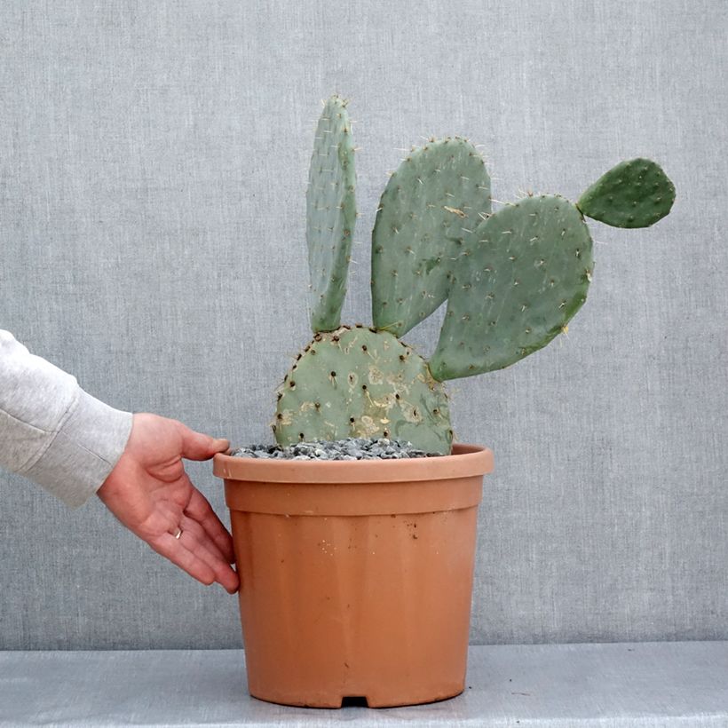 Exemplar von Opuntia engelmannii Belen - Feigenkaktus Topf mit 4L/5L wie im Frühjahr geliefert