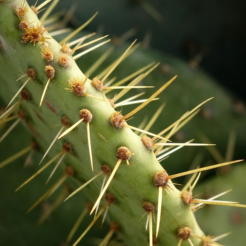 Opuntia engelmannii - Feigenkaktus (Laub)