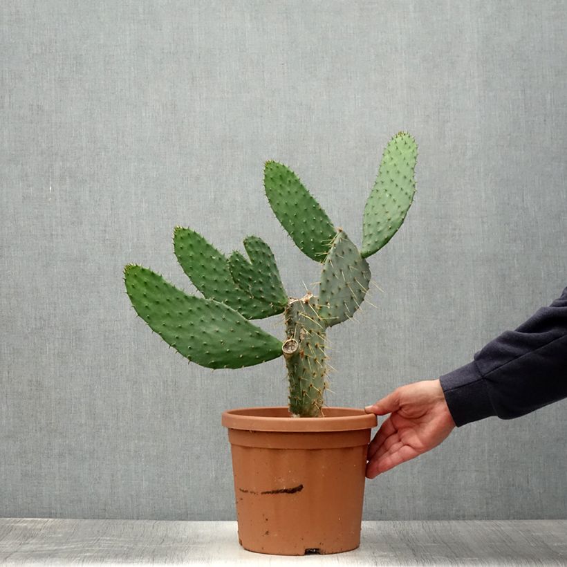 Exemplar von Opuntia engelmannii var.linguiformis - Feigenkaktus Topf mit 4L/5L wie im Sommer geliefert