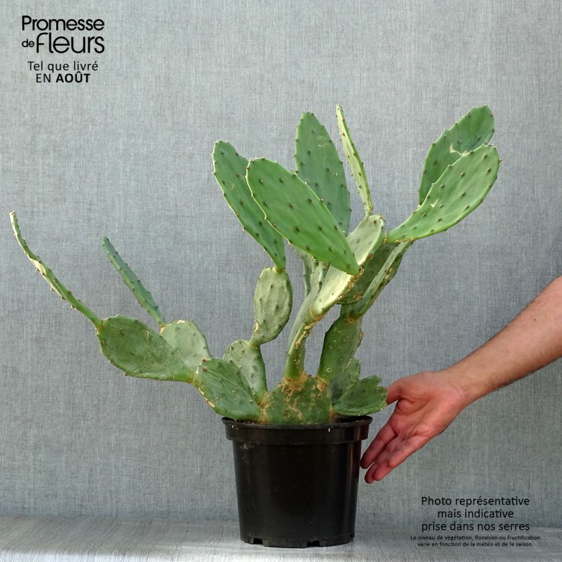 Exemplar von Opuntia engelmannii var. rastrera - Feigenkaktus Topf mit 4L/5L wie im Sommer geliefert