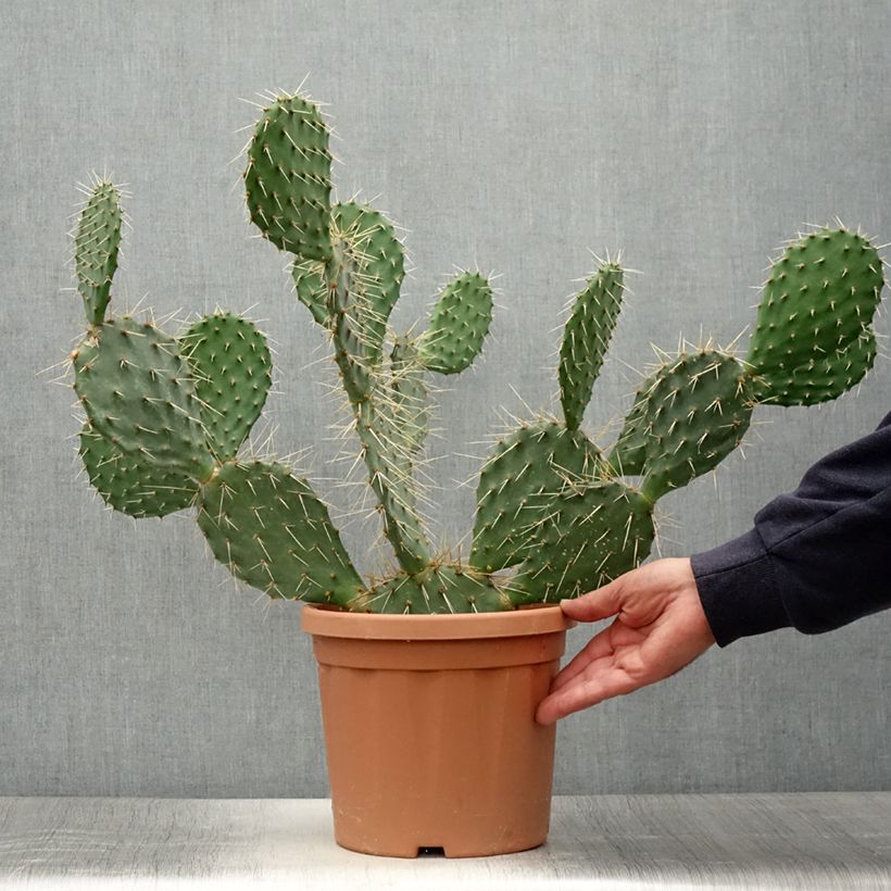 Exemplar von Opuntia howeyi - Feigenkaktus Topf mit 4L/5L wie im Sommer geliefert