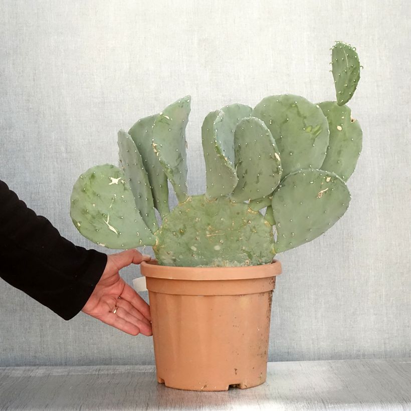Exemplar von Opuntia laevis - Feigenkaktus Topf mit 4L/5L wie im Herbst geliefert