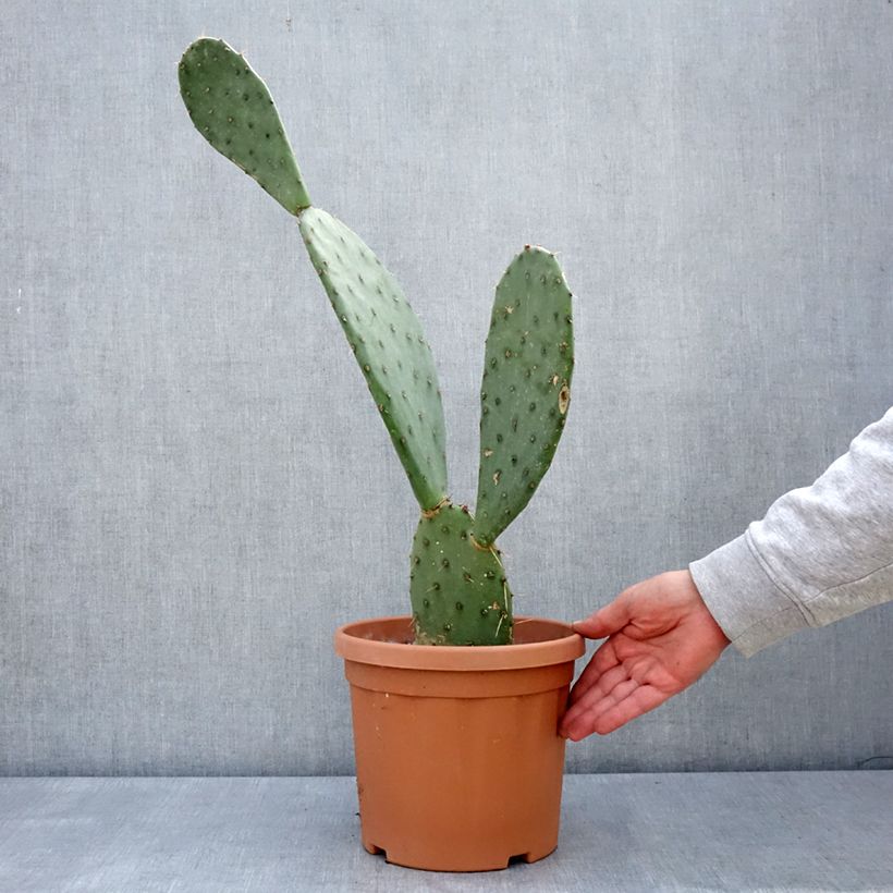 Exemplar von Opuntia laevis - Feigenkaktus Topf mit 4L/5LGelieferte Höhe ca. 40/60cm wie im Frühjahr geliefert
