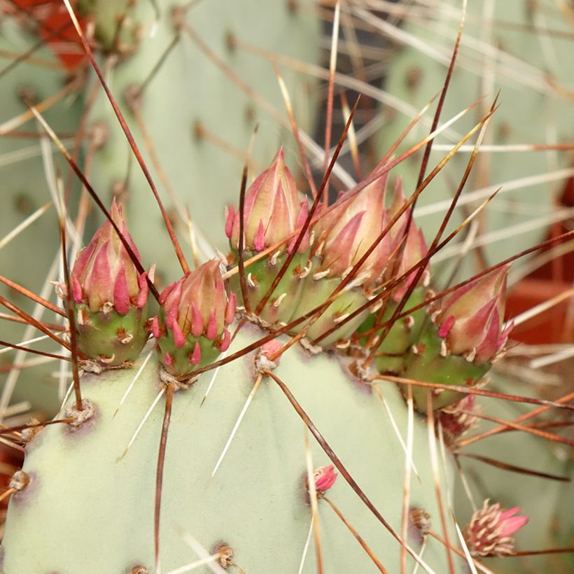 Opuntia macrocentra (Laub)