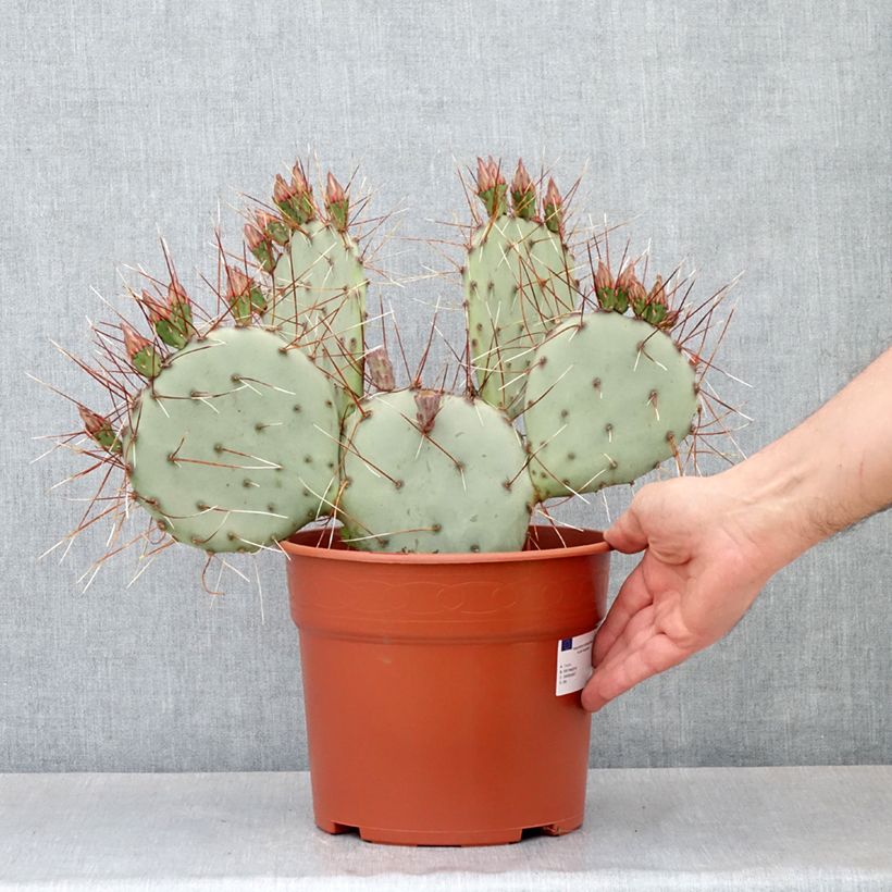 Exemplar von Opuntia macrocentra - Feigenkaktus Topf mit 4L/5L wie im Frühjahr geliefert