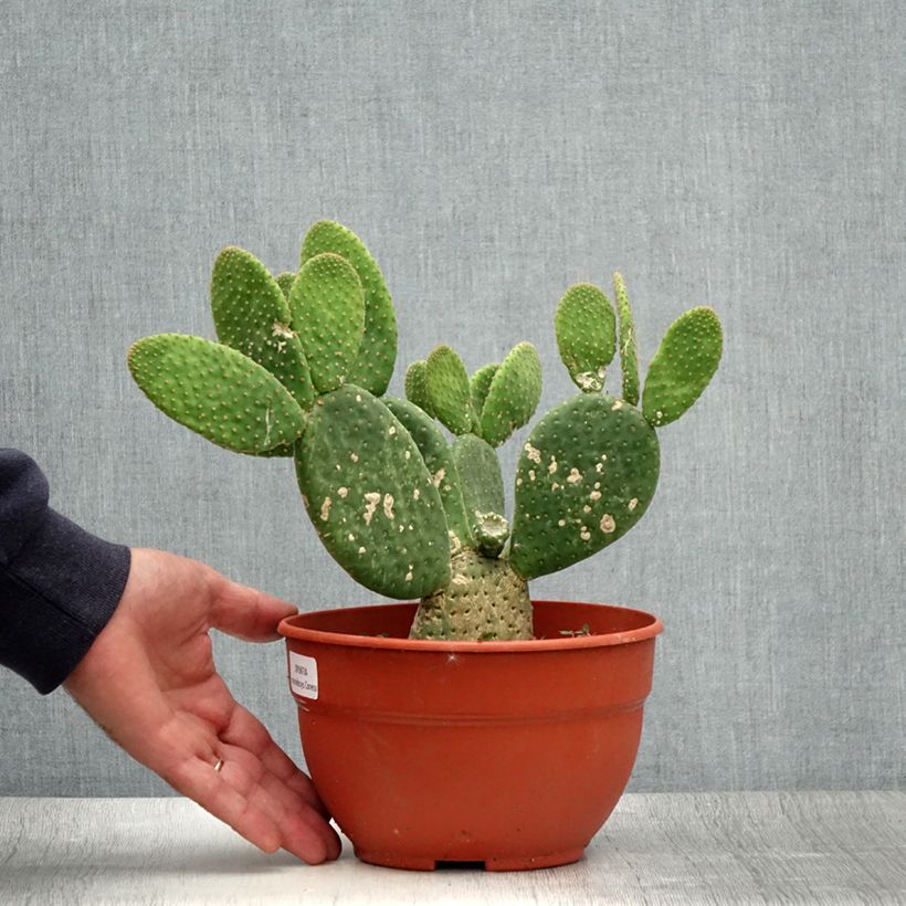 Exemplar von Opuntia microdasys Caress - Feigenkaktus Topf mit 3L/4L wie im Sommer geliefert