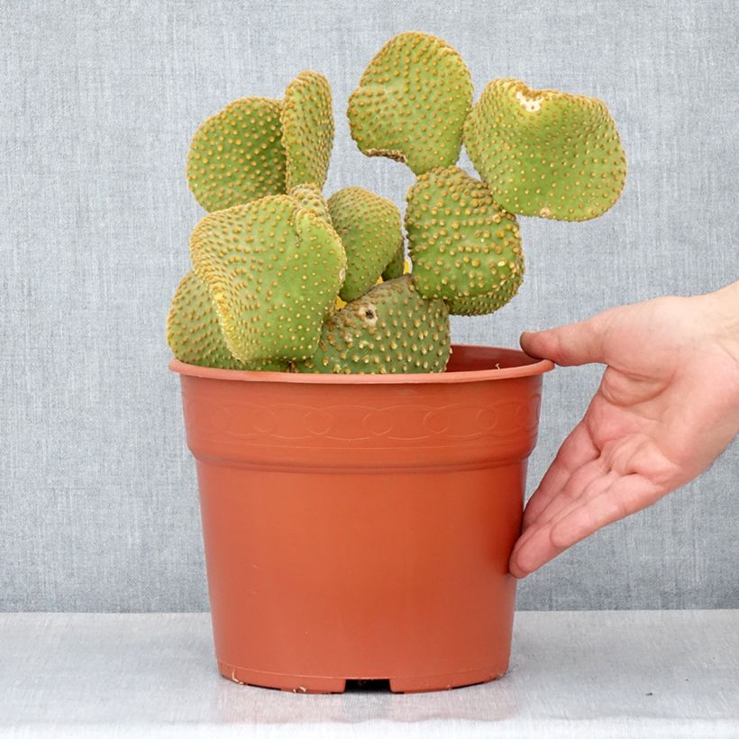 Exemplar von Opuntia microdasys undulata - Feigenkaktus Topf mit 4L/5L wie im Frühjahr geliefert