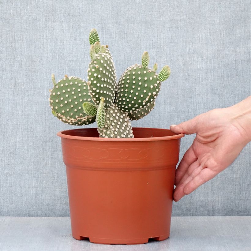 Exemplar von Opuntia microdasys var. albispina - Feigenkaktus Topf mit 4L/5L wie im Frühjahr geliefert
