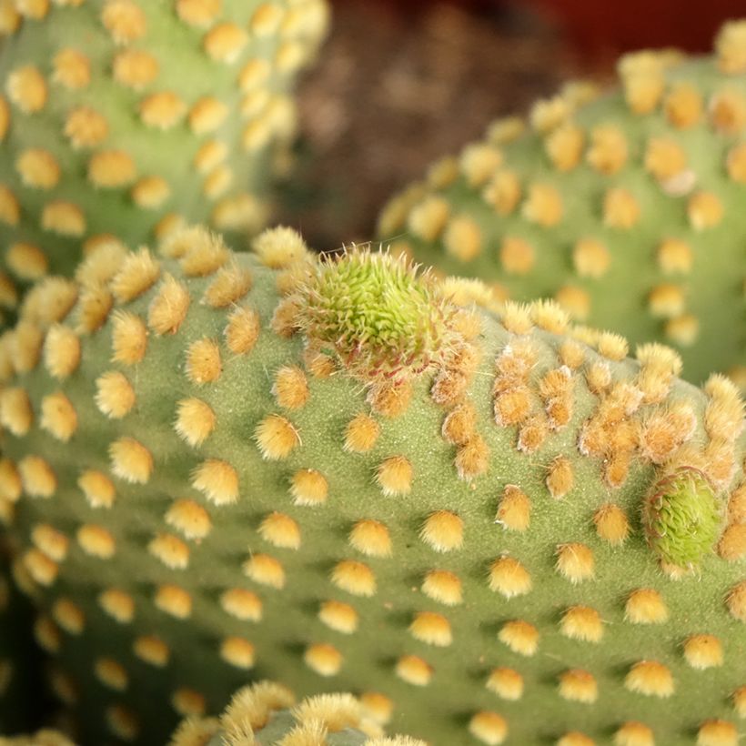 Opuntia microdasys var. pallida - Feigenkaktus (Laub)