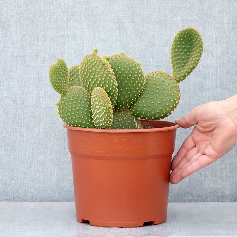 Exemplar von Opuntia microdasys var. pallida - Feigenkaktus Topf mit 4L/5L wie im Frühjahr geliefert