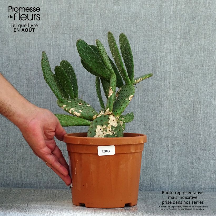Exemplar von Opuntia rufida - Feigenkaktus Topf mit 3L/4L wie im Sommer geliefert