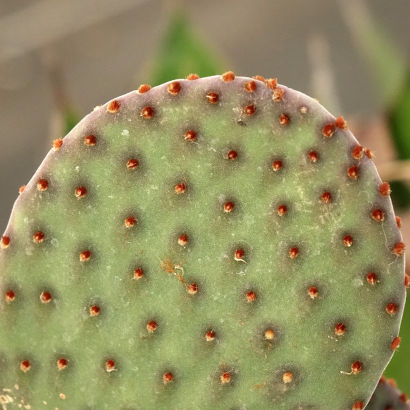 Opuntia rufida - Feigenkaktus (Laub)