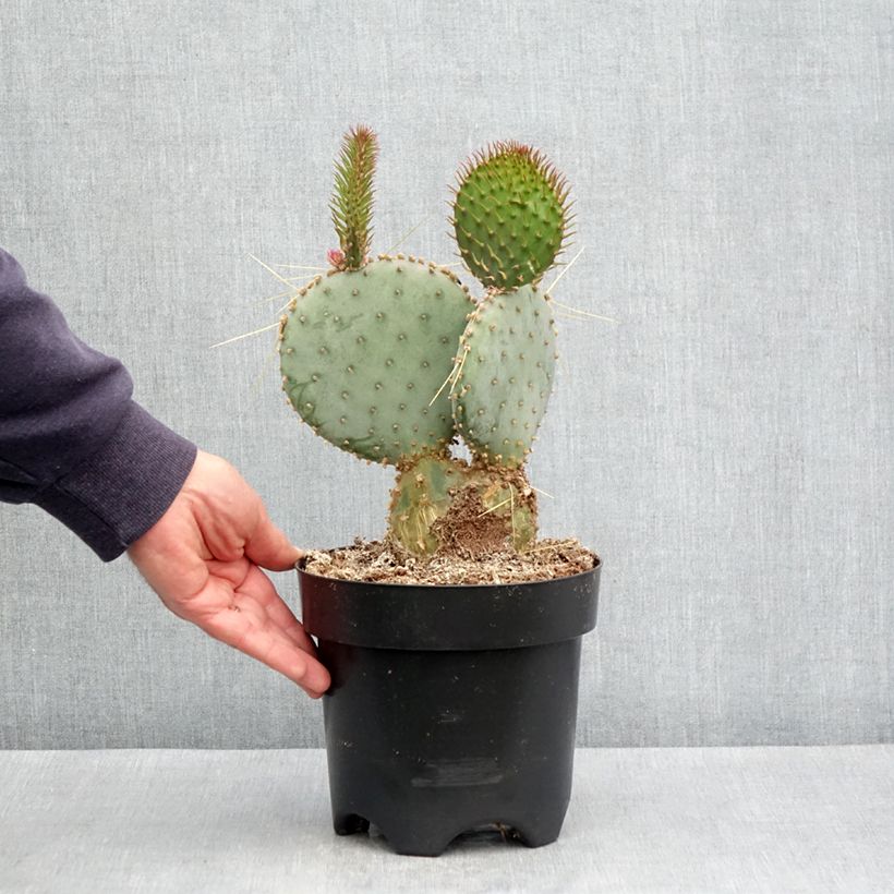 Exemplar von Opuntia santa-rita - Feigenkaktus Topf mit 3L/4L wie im Frühjahr geliefert