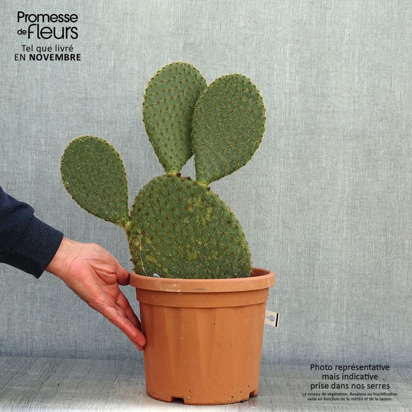 Exemplar von Opuntia scheeri - Feigenkaktus Topf mit 4L/5L wie im Herbst geliefert