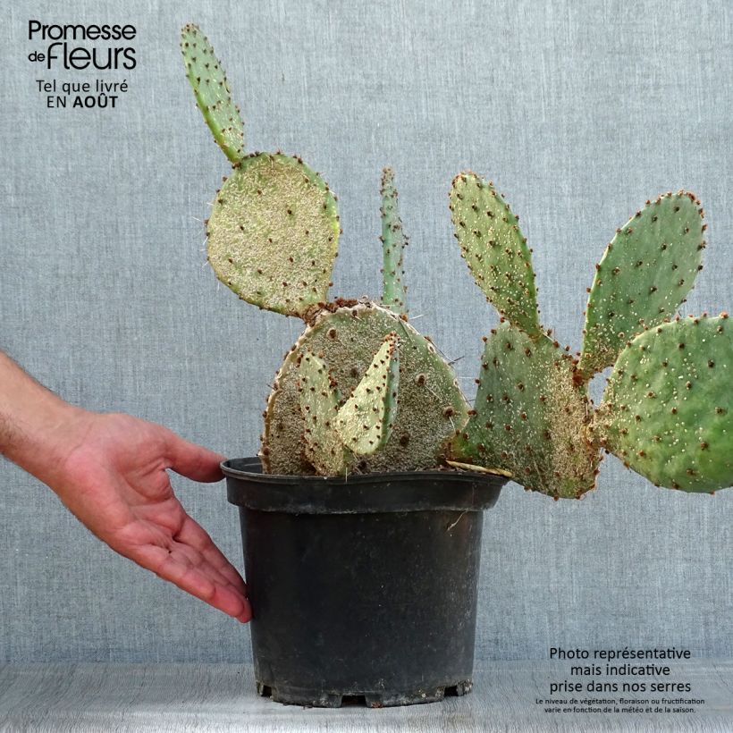 Exemplar von Opuntia semispinosa - Feigenkaktus Topf mit 4L/5L wie im Sommer geliefert