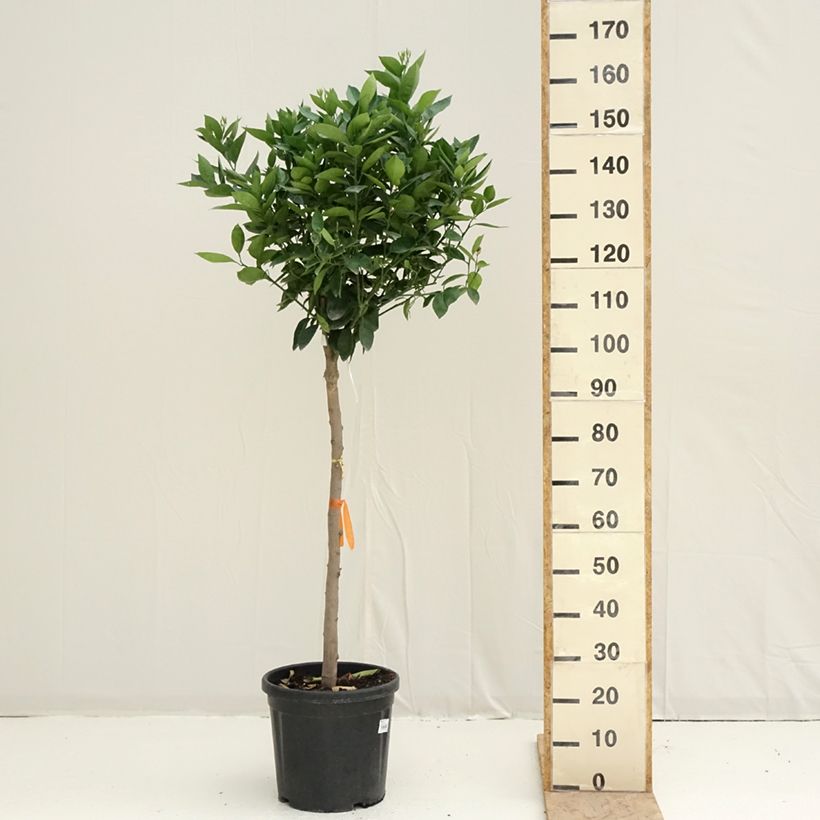 Exemplar von Orange Oranger - Citrus sinensis Topf mit 18L/20L, Halbstamm wie im Frühjahr geliefert