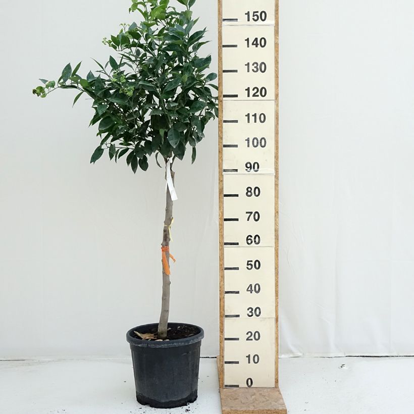 Exemplar von Orange Oranger - Citrus sinensis Topf mit 18L/20L, Halbstamm wie im Sommer geliefert