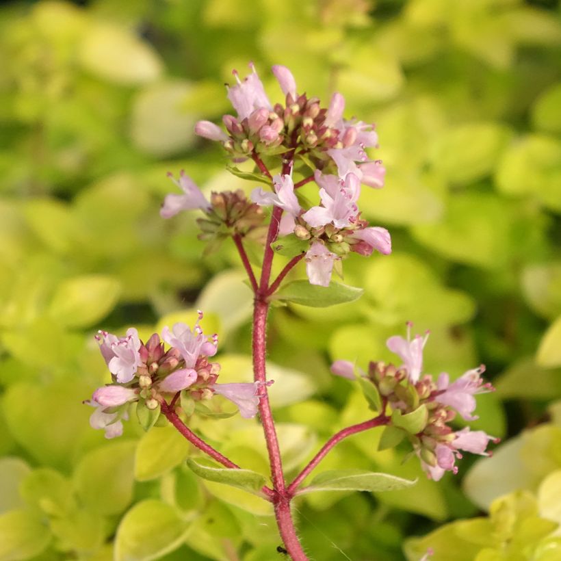 Gewöhnlicher Dost Norton Gold - Origanum (Blüte)