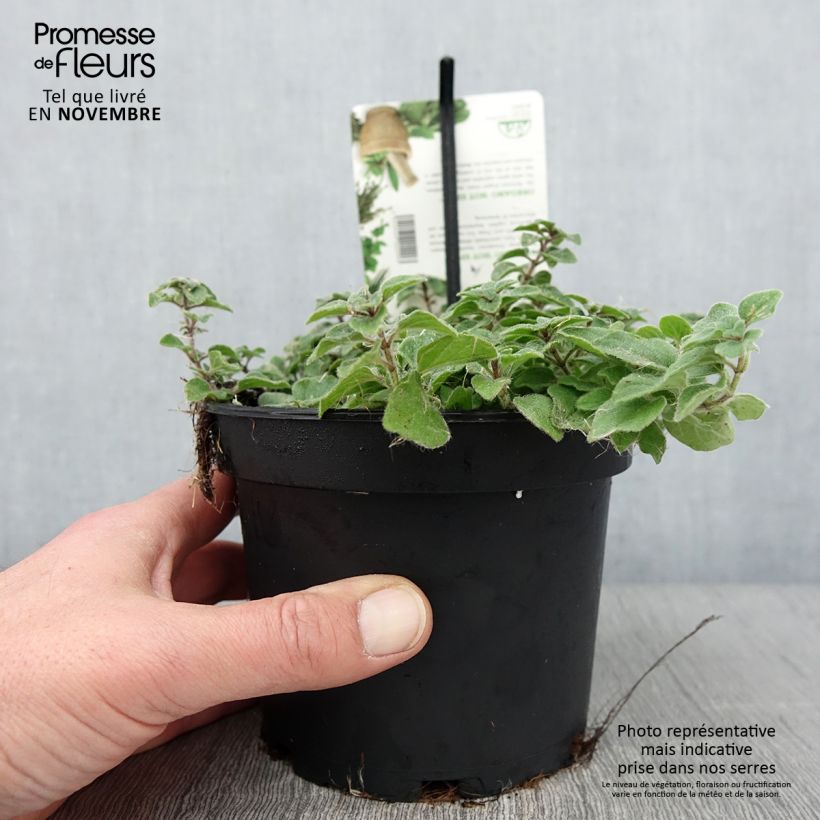 Exemplar von Gewöhnlicher Dost Hot and Spicy - Origanum vulgare Topf mit 1,5L/2L wie im Herbst geliefert