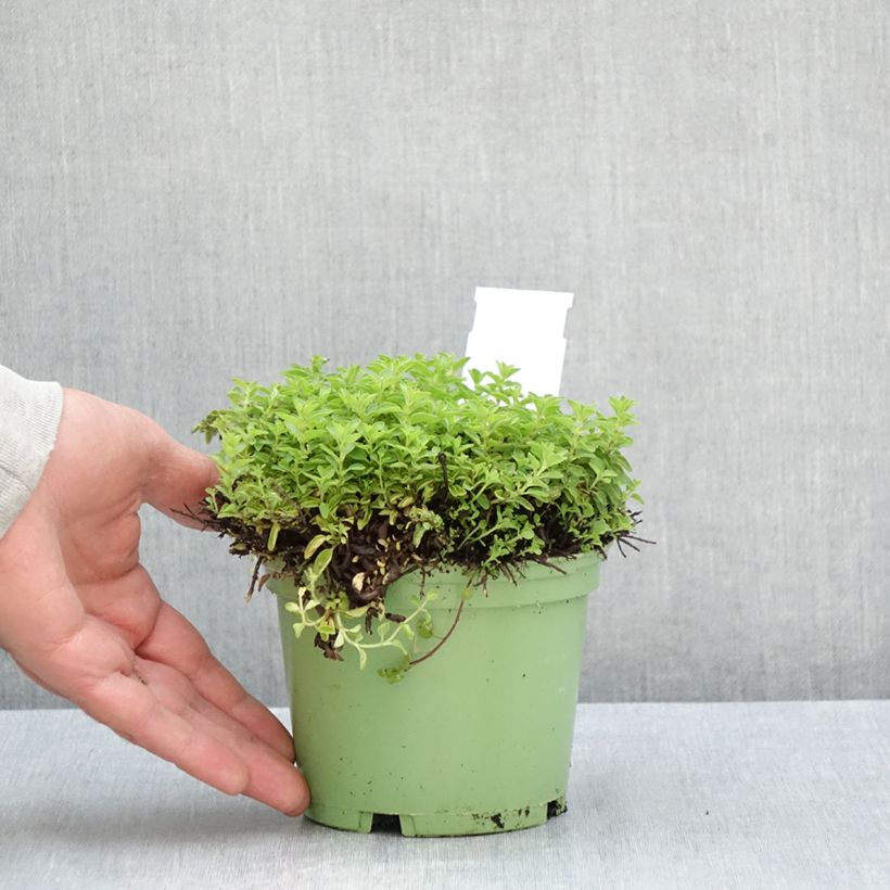 Exemplar von Gewöhnlicher Dost Bio - Origanum vulgare Topf mit 1L/1,5L wie im Sommer geliefert