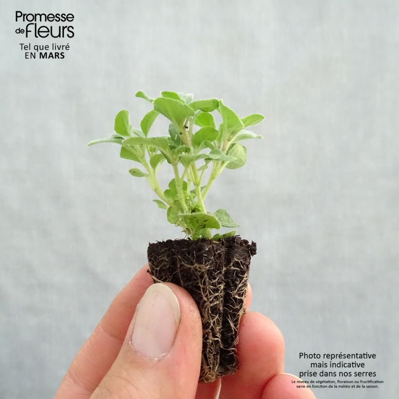 Exemplar von Gewöhnlicher Dost Compactum Bio - Origanum vulgare Mini-Plug Ø 3/4 cm wie im Frühjahr geliefert