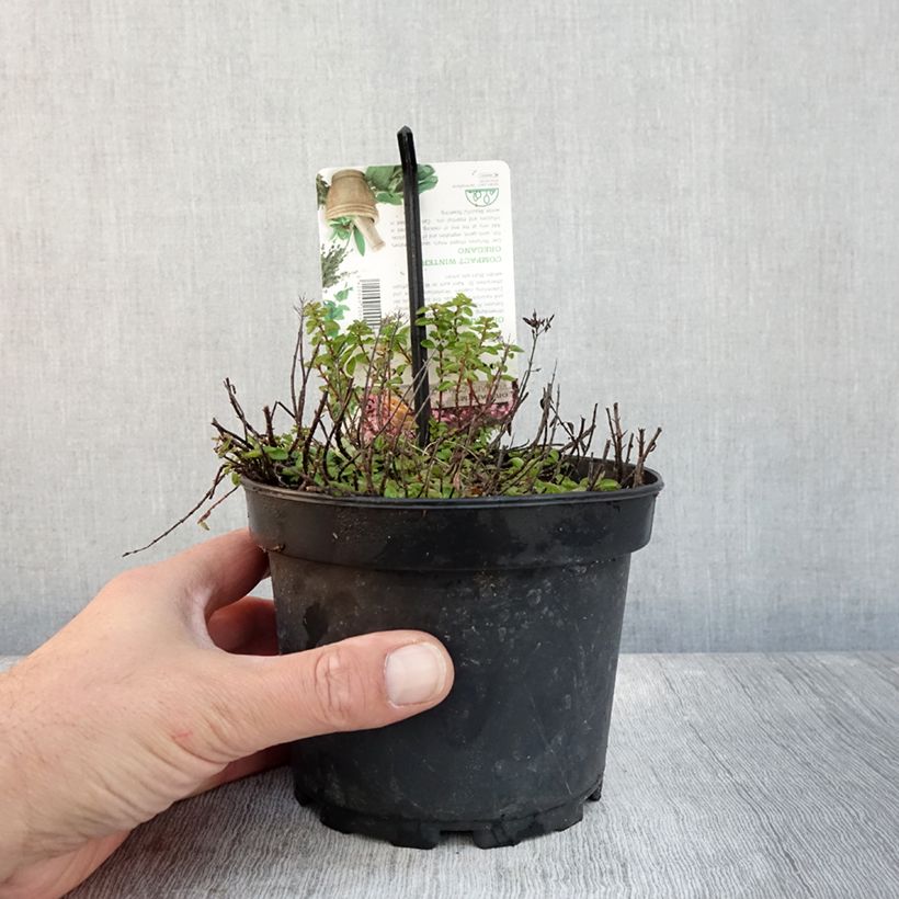 Exemplar von Gewöhnlicher Dost Compactum - Origanum vulgare Topf mit 1,5L/2L wie im Herbst geliefert