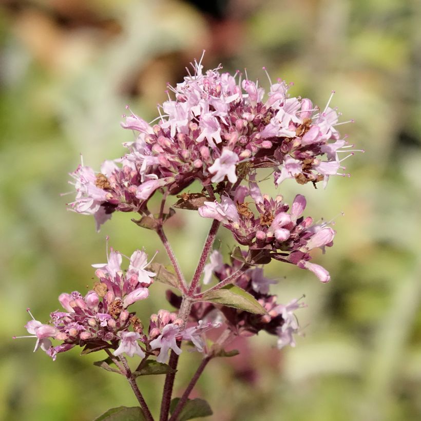 Gewöhnlicher Dost Bio - Origanum vulgare (Blüte)