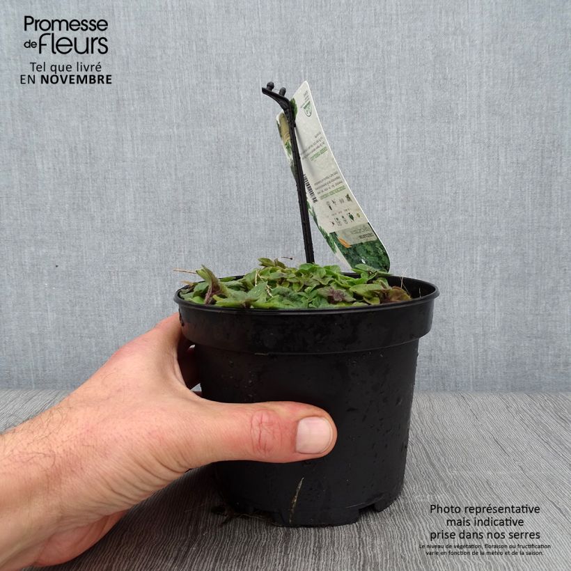 Exemplar von Griechischer Oregano - Origanum heracleoticum Topf mit 1,5L/2L wie im Herbst geliefert