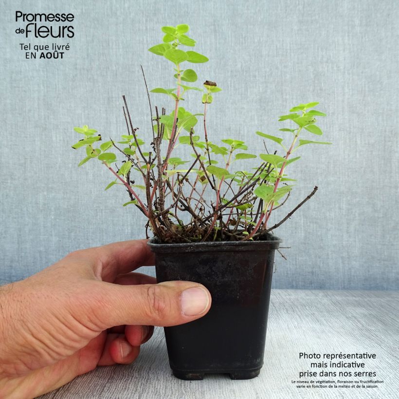 Exemplar von Majoran Pagoda Bells - Origanum majorana Kleine Töpfe von 8/9 cm wie im Sommer geliefert
