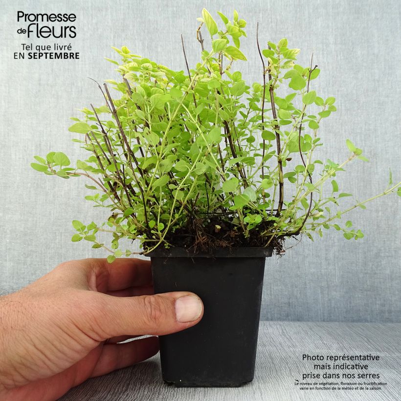Exemplar von Gewöhnlicher Dost Thumbles Variety - Origanum vulgare Kleine Töpfe von 8/9 cm wie im Sommer geliefert