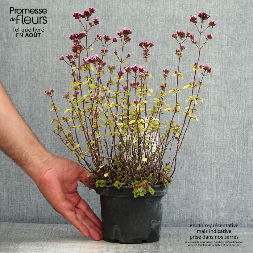 Exemplar von Gewöhnlicher Dost Thumbles Variety - Origanum vulgare Topf mit 1,5L/2L wie im Sommer geliefert