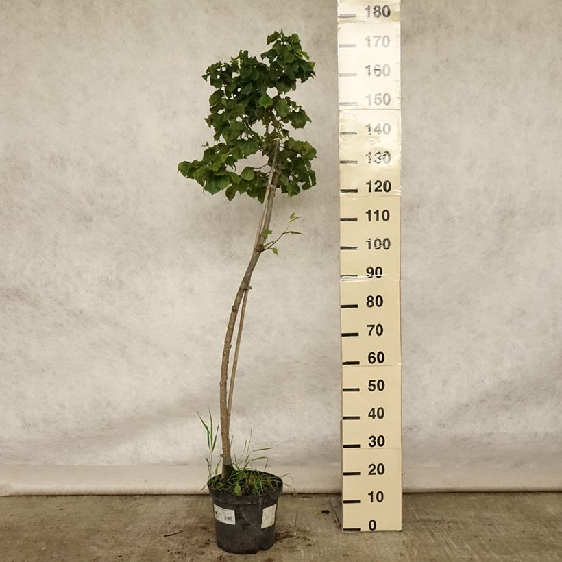 Exemplar von Berg-Ulme Nana - Ulmus glabra Topf mit 7,5L/10L wie im Sommer geliefert