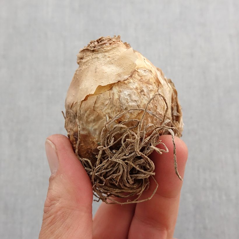 Exemplar von Ornithogalum saundersiae - Zapfenkopf Zwiebel Kaliber/Größe 18+ wie im Frühjahr geliefert